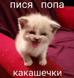 Sticker from KITTIES CLUB
