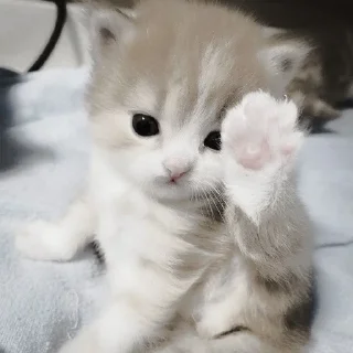 🐈‍⬛ emoji ААА,КОТЕКИИ. @kaffti Telegram sticker 8 of 50
