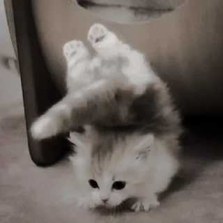 🐈‍⬛ emoji ААА,КОТЕКИИ. @kaffti Telegram sticker 4 of 50