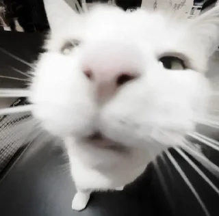 🐈‍⬛ emoji ААА,КОТЕКИИ. @kaffti Telegram sticker 21 of 50