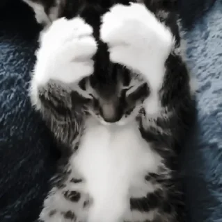 🐈‍⬛ emoji ААА,КОТЕКИИ. @kaffti Telegram sticker 10 of 50