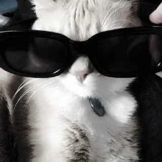 🐈‍⬛ emoji ААА,КОТЕКИИ. @kaffti Telegram sticker 19 of 50