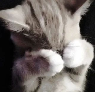 🐈‍⬛ emoji ААА,КОТЕКИИ. @kaffti Telegram sticker 6 of 50