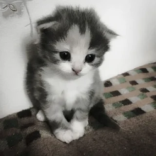 🐈‍⬛ emoji ААА,КОТЕКИИ. @kaffti Telegram sticker 5 of 50