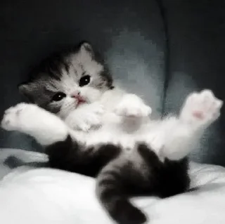 🐈‍⬛ emoji ААА,КОТЕКИИ. @kaffti Telegram sticker 7 of 50