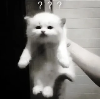 🐈‍⬛ emoji ААА,КОТЕКИИ. @kaffti Telegram sticker 22 of 50