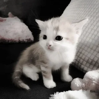 🐈‍⬛ emoji ААА,КОТЕКИИ. @kaffti Telegram sticker 1 of 50