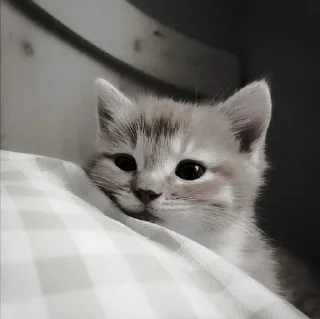 🐈‍⬛ emoji ААА,КОТЕКИИ. @kaffti Telegram sticker 17 of 50