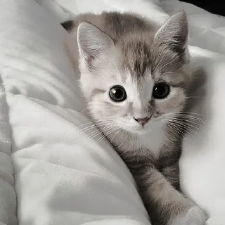 🐈‍⬛ emoji ААА,КОТЕКИИ. @kaffti Telegram sticker 12 of 50