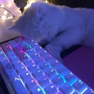 Sticker from котики