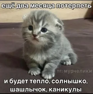 Sticker from Котики