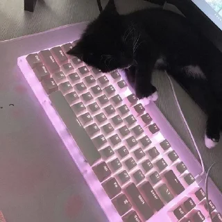 Sticker from котики