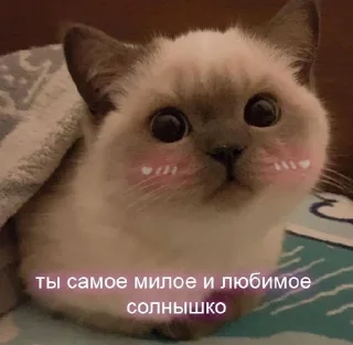 Sticker from котики)