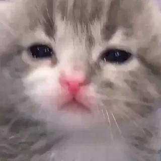 😿 emoji Котики от Ксюши kotmyarrrrrrr Telegram sticker 9 of 56