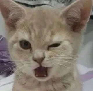 😉 emoji Котики от Ксюши kotmyarrrrrrr Telegram sticker 18 of 56