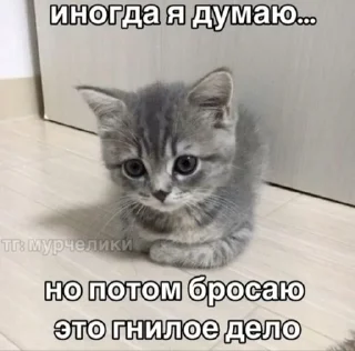 Sticker from Котики