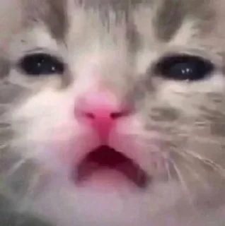🥲 emoji Котики от Ксюши kotmyarrrrrrr Telegram sticker 3 of 56