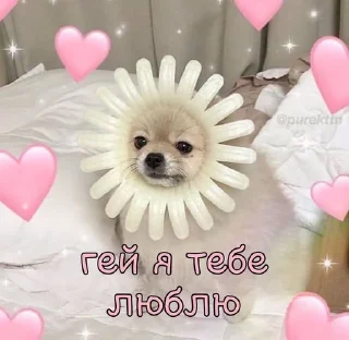 Sticker from ฅ⁠^⁠•⁠ﻌ⁠•⁠^⁠ฅ