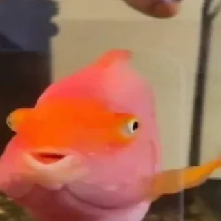 🐟 emoji Веник поливает арбузы .- Telegram sticker 14 of 45