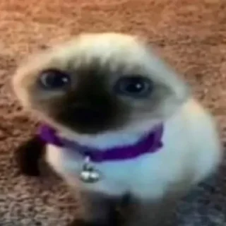 🦁 emoji Веник поливает арбузы .- Telegram sticker 19 of 45