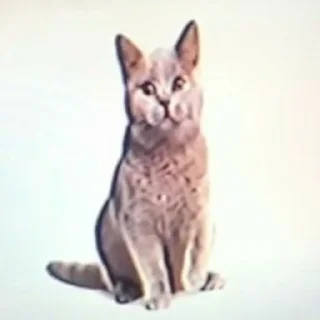 🐱 emoji Веник поливает арбузы .- Telegram sticker 17 of 45