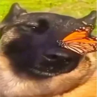 🐶 emoji Веник поливает арбузы .- Telegram sticker 15 of 45
