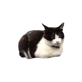 🐱 emoji 🌟🥧🧇 Telegram sticker 11 of 24