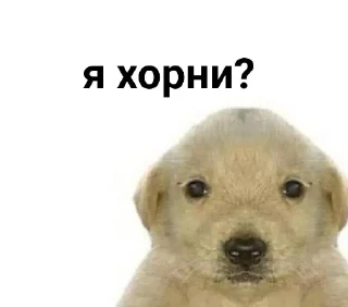 Sticker from бред (бред 2 в канале @zlaxwn)