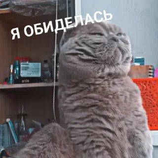Sticker from мемы