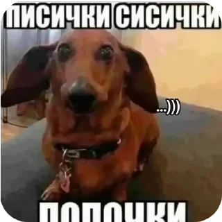 🐶 emoji 4  ➡️ @Ctikerubot Telegram sticker 9 of 37
