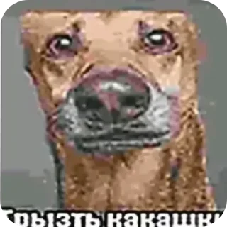 👍 emoji 4  ➡️ @Ctikerubot Telegram sticker 10 of 37