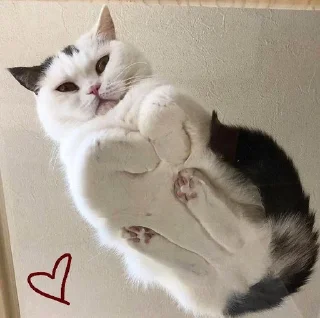 ❤️ emoji котики Telegram sticker 18 of 22