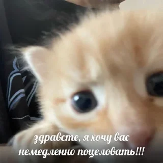 💋 emoji котики Telegram sticker 21 of 22