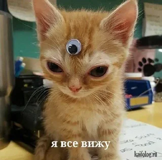👀 emoji котики Telegram sticker 17 of 22