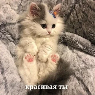 🌟 emoji котики Telegram sticker 15 of 22