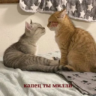 🌟 emoji котики Telegram sticker 7 of 22