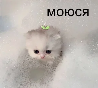 🌟 emoji котики Telegram sticker 9 of 22