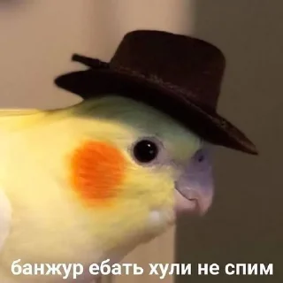 Sticker from Мемный пак.