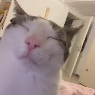😪 emoji Котики 2 Telegram sticker 8 of 93