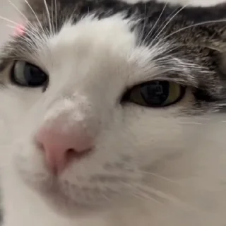 😑 emoji Котики 2 Telegram sticker 2 of 93