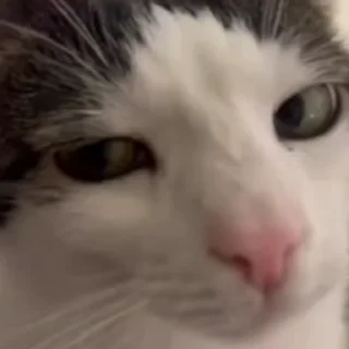 😣 emoji Котики 2 Telegram sticker 4 of 93