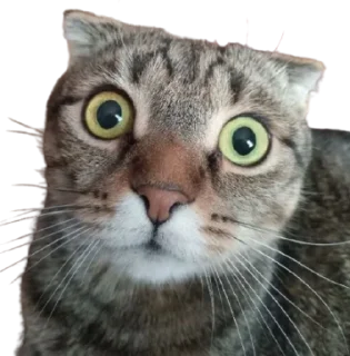 Sticker from Cats