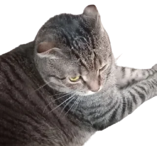 Sticker from Cats