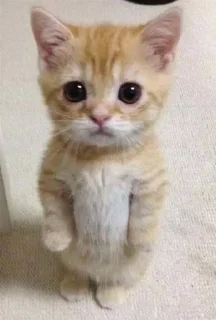 ☠ emoji Котики Telegram sticker 24 of 120