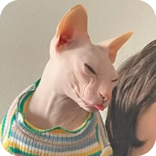 Sticker from lala