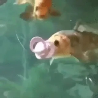 Sticker from Fish