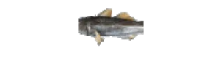 🌟 emoji рыби Telegram sticker 7 of 7