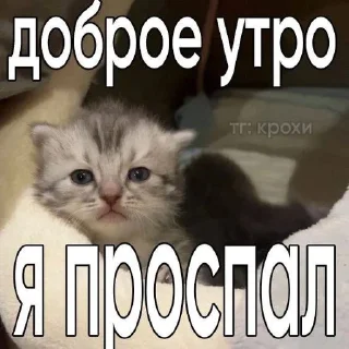 🌟 emoji катятке Telegram sticker 1 of 44