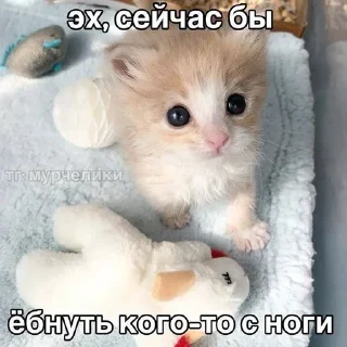 🌟 emoji катятке Telegram sticker 12 of 44