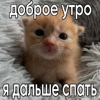 🌟 emoji катятке Telegram sticker 2 of 44
